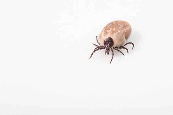 Powassan Virus: A Tick Borne Disease