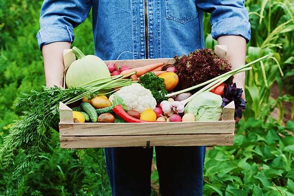 Fall Vegetable Gardening Guide